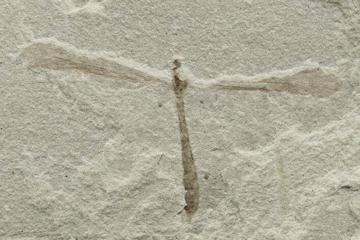 Crane Fly (Tipulidae) Fossil - Green River Formation #224569